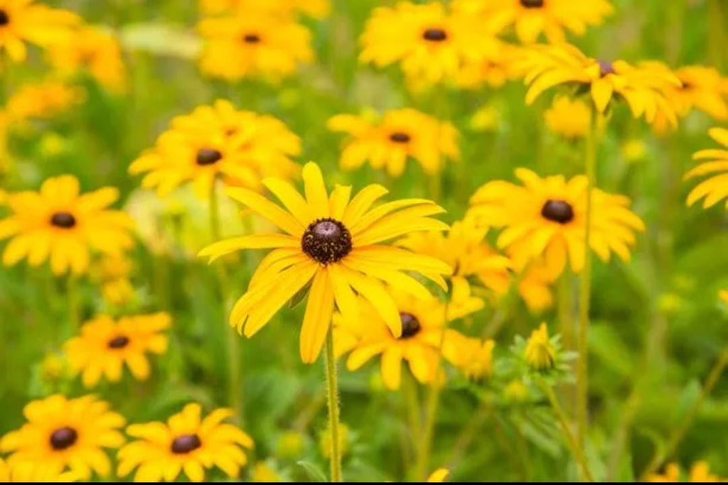 Anti Itch Relief Oil
